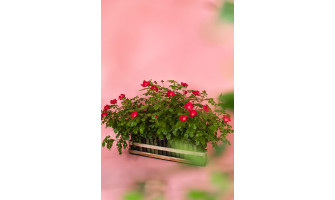 Kā mēs veicām veco rožu stādu nomaiņu? Kā mēs veicām veco rožu stādu nomaiņu?